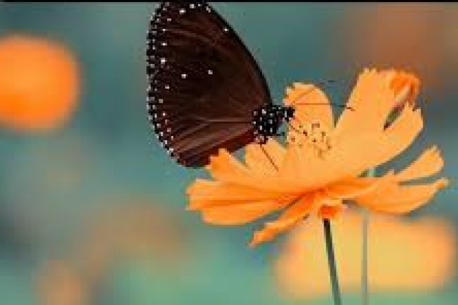 হ্যাঁ সত্যি বলছি